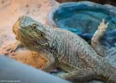 Pogona