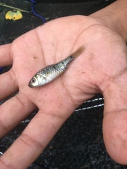 Barbodes semifasciolatus