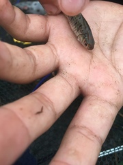 Barbodes semifasciolatus