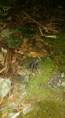 Cyrtopholis portoricae