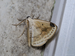 Lomographa sectinota