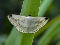 Lomographa sectinota