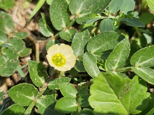 Big caltrop (Kallstroemia maxima)