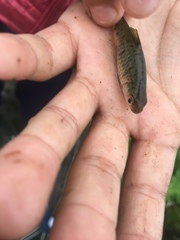 Barbodes semifasciolatus