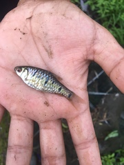 Barbodes semifasciolatus