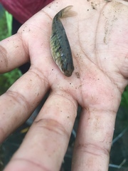 Barbodes semifasciolatus