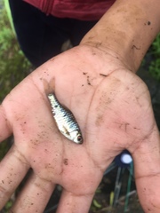 Barbodes semifasciolatus