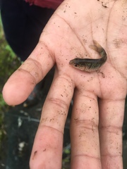 Barbodes semifasciolatus