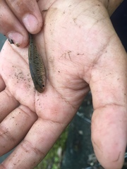 Barbodes semifasciolatus