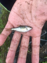 Barbodes semifasciolatus