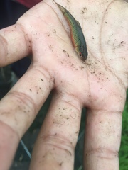 Barbodes semifasciolatus