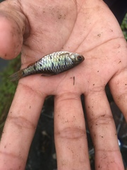 Barbodes semifasciolatus