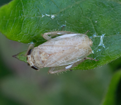 Allygidius abbreviatus