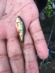 Barbodes semifasciolatus