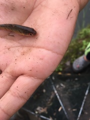 Barbodes semifasciolatus