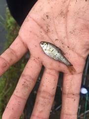 Barbodes semifasciolatus