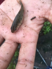 Barbodes semifasciolatus