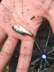 Barbodes semifasciolatus