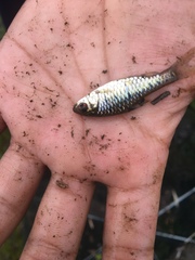 Barbodes semifasciolatus