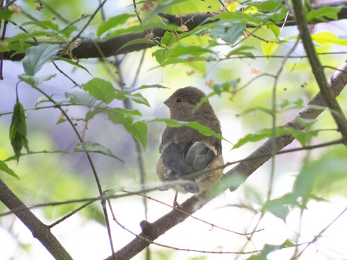 Eurasian Bullfinch (Pyrrhula pyrrhula), photo 9