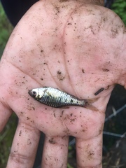 Barbodes semifasciolatus