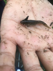 Barbodes semifasciolatus