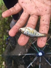 Barbodes semifasciolatus