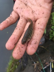 Barbodes semifasciolatus