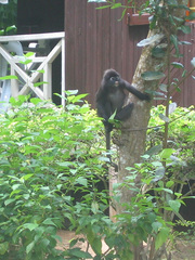 Trachypithecus obscurus styx