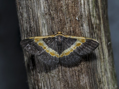 Peratophyga trigonata