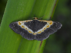 Peratophyga trigonata