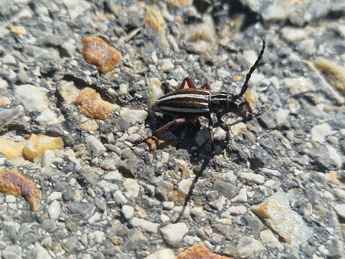 Iberodorcadion heydenii