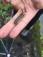 Barbodes semifasciolatus