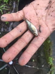 Barbodes semifasciolatus