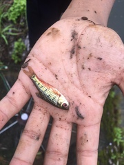 Barbodes semifasciolatus