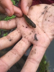 Barbodes semifasciolatus