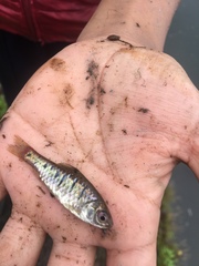 Barbodes semifasciolatus