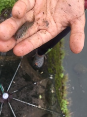 Barbodes semifasciolatus