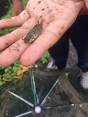 Barbodes semifasciolatus