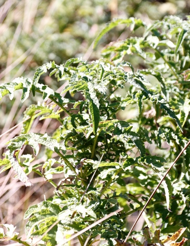 Image of Heteromma decurrens by (c) Tony Rebelo, some rights reserved (CC BY-SA)