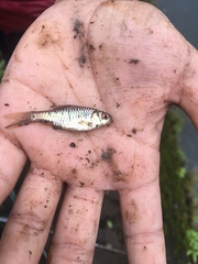 Barbodes semifasciolatus