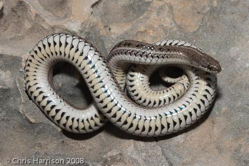 Lined Snake