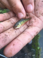 Barbodes semifasciolatus