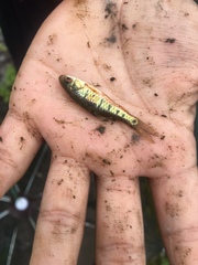 Barbodes semifasciolatus