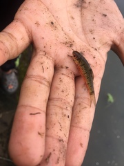 Barbodes semifasciolatus