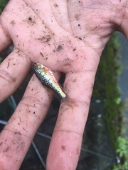 Barbodes semifasciolatus