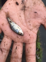 Barbodes semifasciolatus