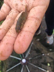 Barbodes semifasciolatus