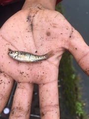 Barbodes semifasciolatus