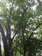 Bravaisia integerrima